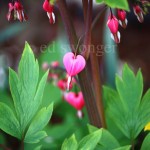 Bleeding Heart