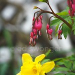 Bleeding Hearts and Daffodil