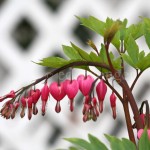 Bleeding Hearts