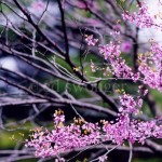 Branches and Blossoms