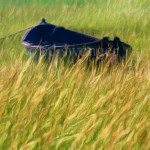 Brown Boat and Reeds Enhanced