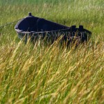 Brown Boat and Reeds