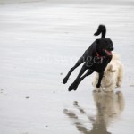 Buddy in Air at Beach