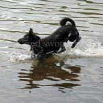 Buddy Jumping in Lake