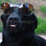 Buddy Wearing Sunglasses