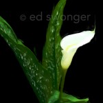 Calla Lily