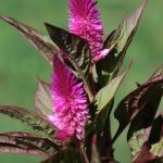 Celosia