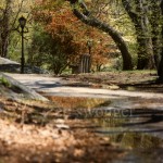 Central Park Path and Lamppost in Spring