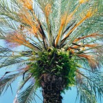 Coconut Grove Palm