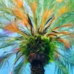 Coconut Grove Palm Enhanced