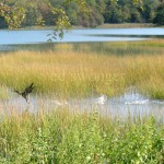 Cormorant