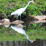 Crane Reflection