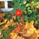 Dahlia and Fall Leaves Enhanced