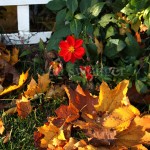 Dahlia and Fall Leaves