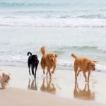 Dogs at the Beach