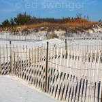 Dune and Fences