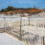 Dune and Fences