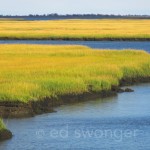 East Bay Wetlands #1