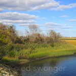 East Bay Wetlands #3