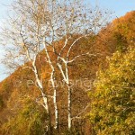 Fall Hillside