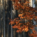 Leaves and Wooden Wall Closeup