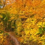 Fall Path