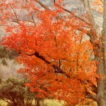 Orange Fall Tree