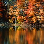 Fall Trees Reflection