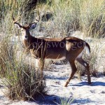 Fire Island Deer