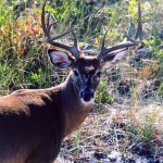 Fire Island Deer Closeup