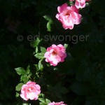 Five Pink Roses
