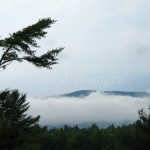 NH Fog and Trees