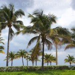 Fort Lauderdale Palms