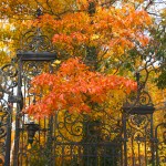 Gate and Fall Leaves