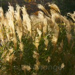 Golden Fronds