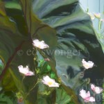 Gray Elephant Ear Leaf and Small Pink Flowers Enhanced