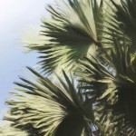 Gray Palm Fronds - Enhanced