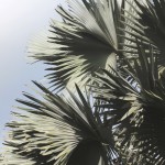 Gray Palm Fronds 1