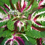 Green Coleus Enhanced