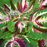 Green Coleus