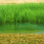 Green Reeds