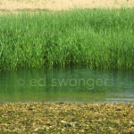 Green Reeds