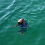 Harbor Seal