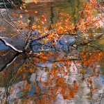 Lake Reflection of Fall Tree