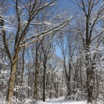 Bright Snowy Trees #1