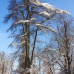 Bright Snowy Trees #2 Enhanced