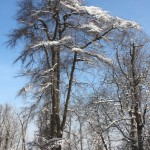 Bright Snowy Trees #2