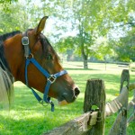 Horse & Fence