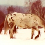 Horses in Snow Enhanced