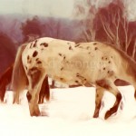 Horses in Snow Enhanced